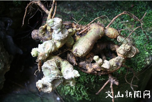 马关古林箐发现9头"野生三七王"