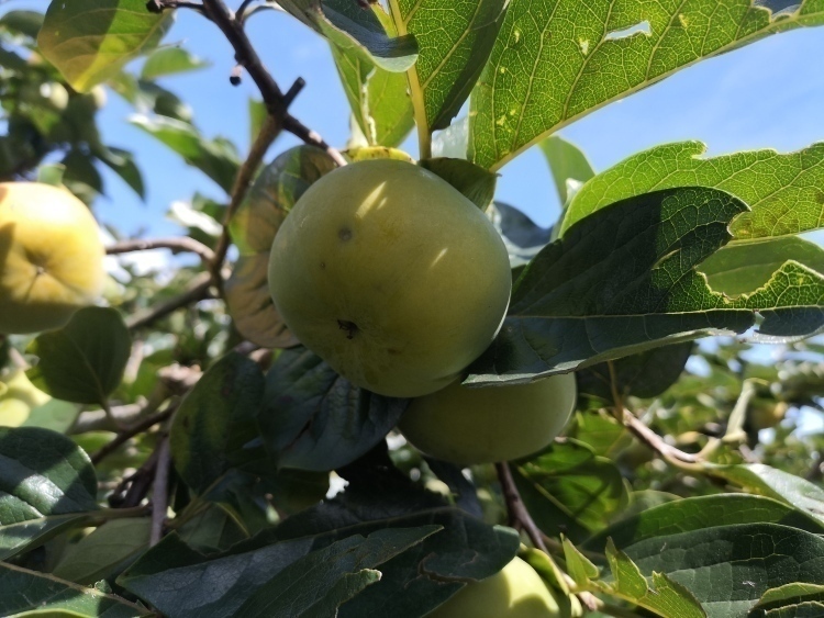 安徽2020上半年县域g_安徽分县地图(2)