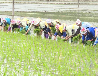 广南：36万亩水稻插秧忙