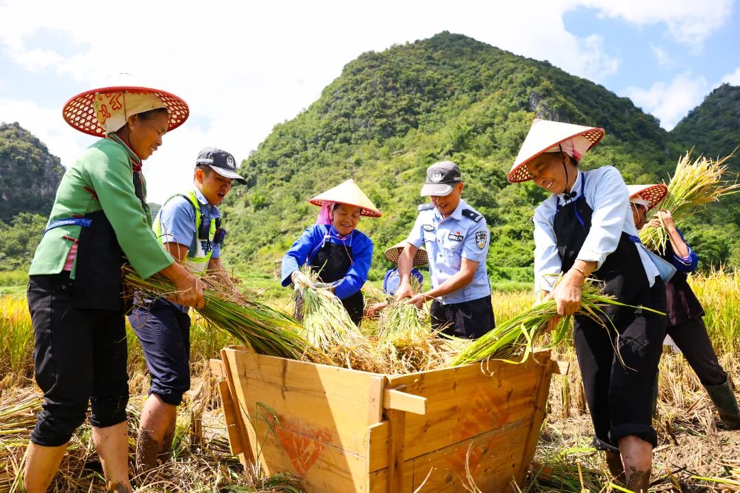 秋收时节,广南县公安局八宝派出所民警辅警帮助农户采收稻谷(拍摄者:文山州公安局政治部新闻宣传科辅警 林涛).jpg
