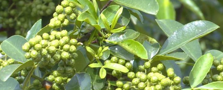 花椒种植气候要求