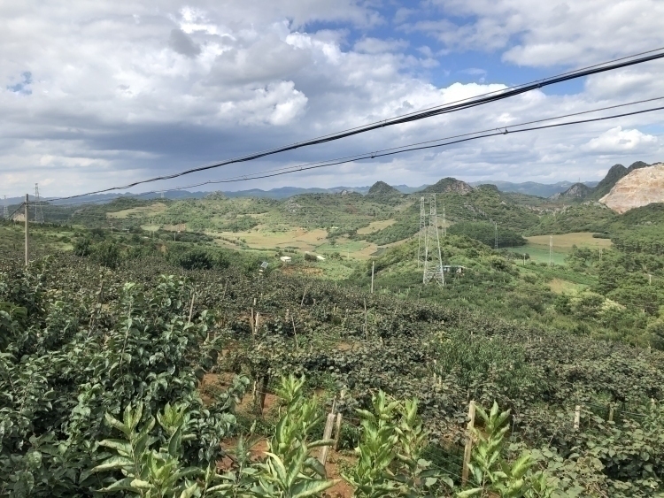 87万亩水果喜迎"缤纷时代"_县区动态_文山频道_云南网