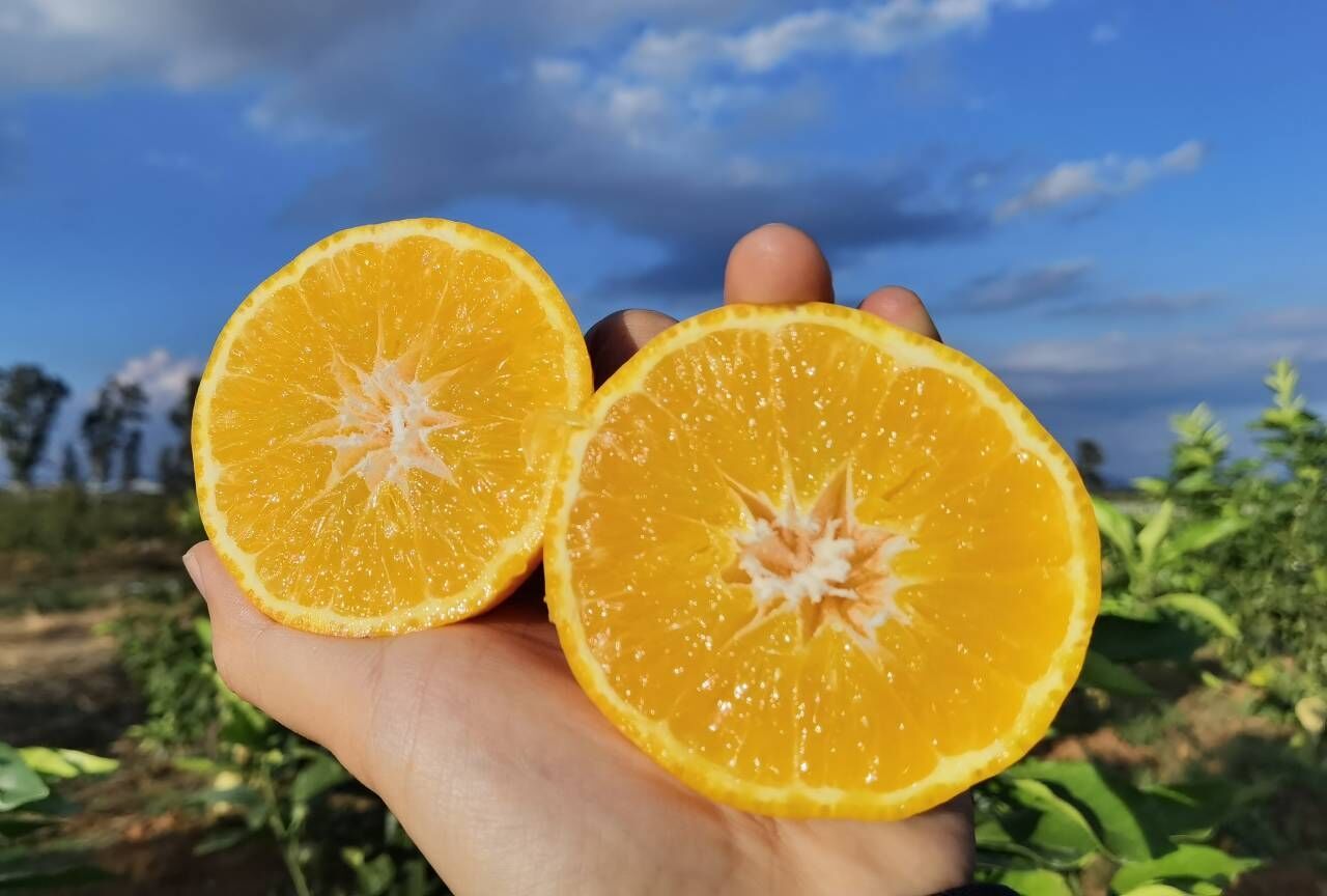 砚山甜橘柚太好吃了一上市就被抢光