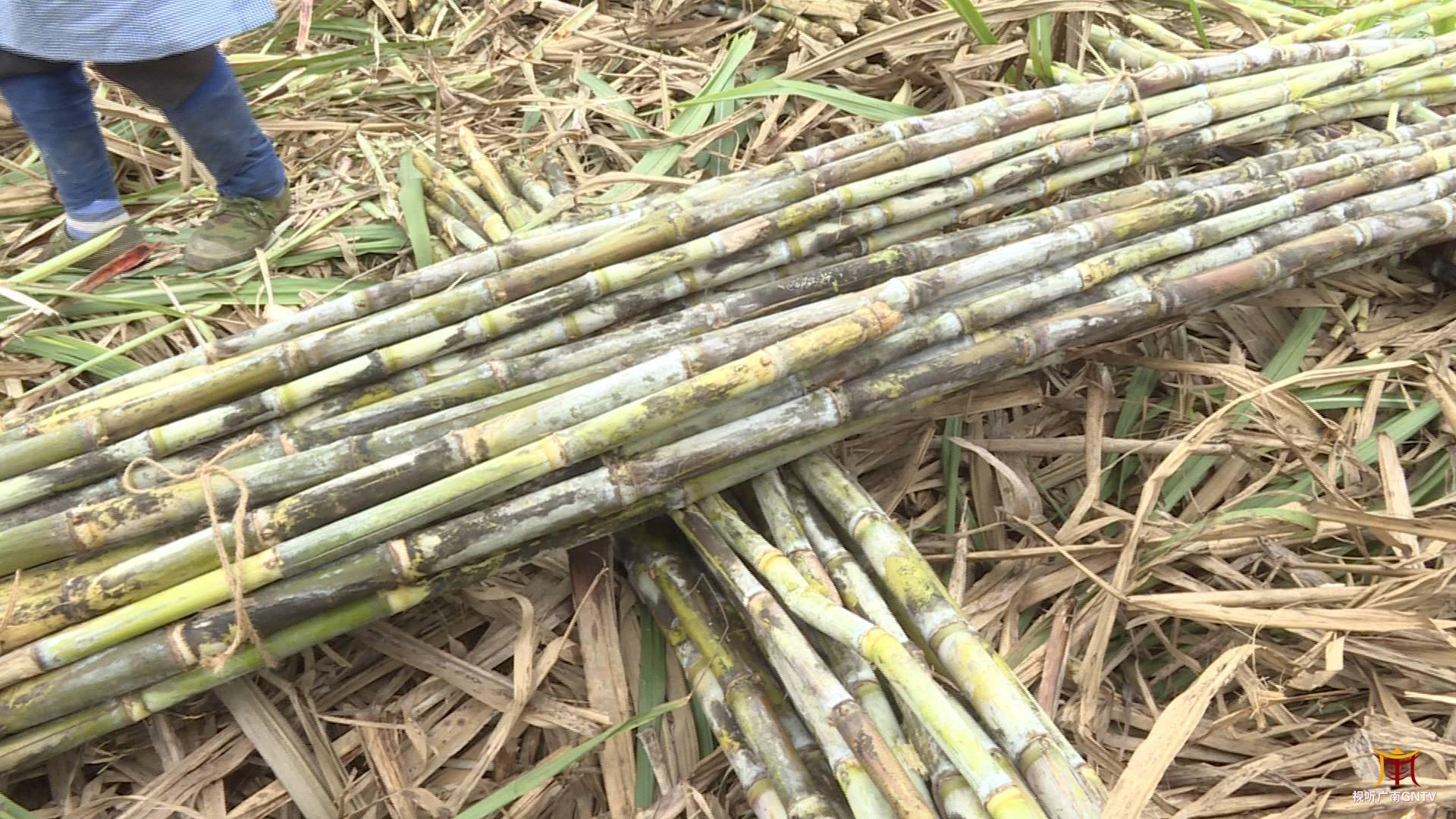 甘蔗喜丰收季蔗农砍蔗忙