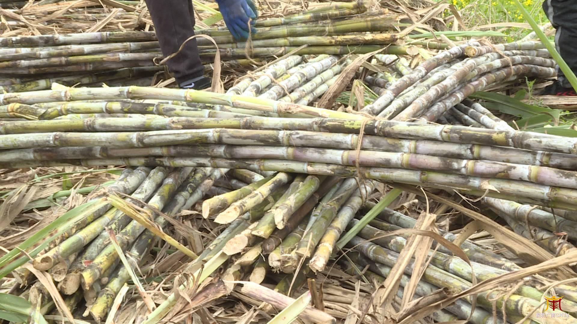 甘蔗喜丰收季蔗农砍蔗忙