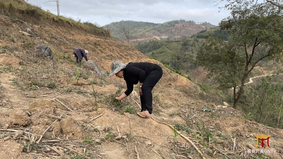 脱贫了广南县板蚌乡村民更忙了