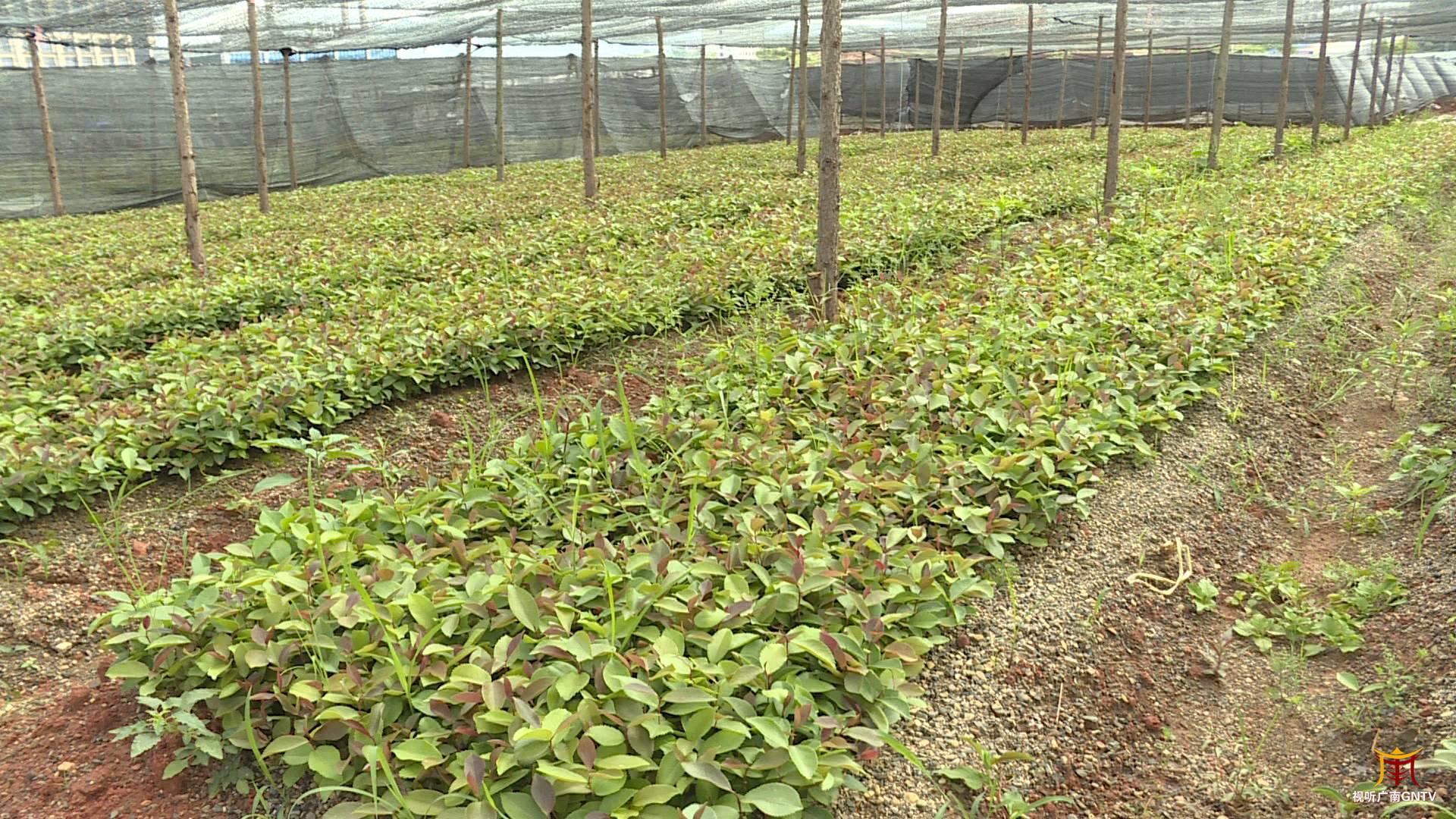 广南900余万株油茶嫁接苗可移栽上山