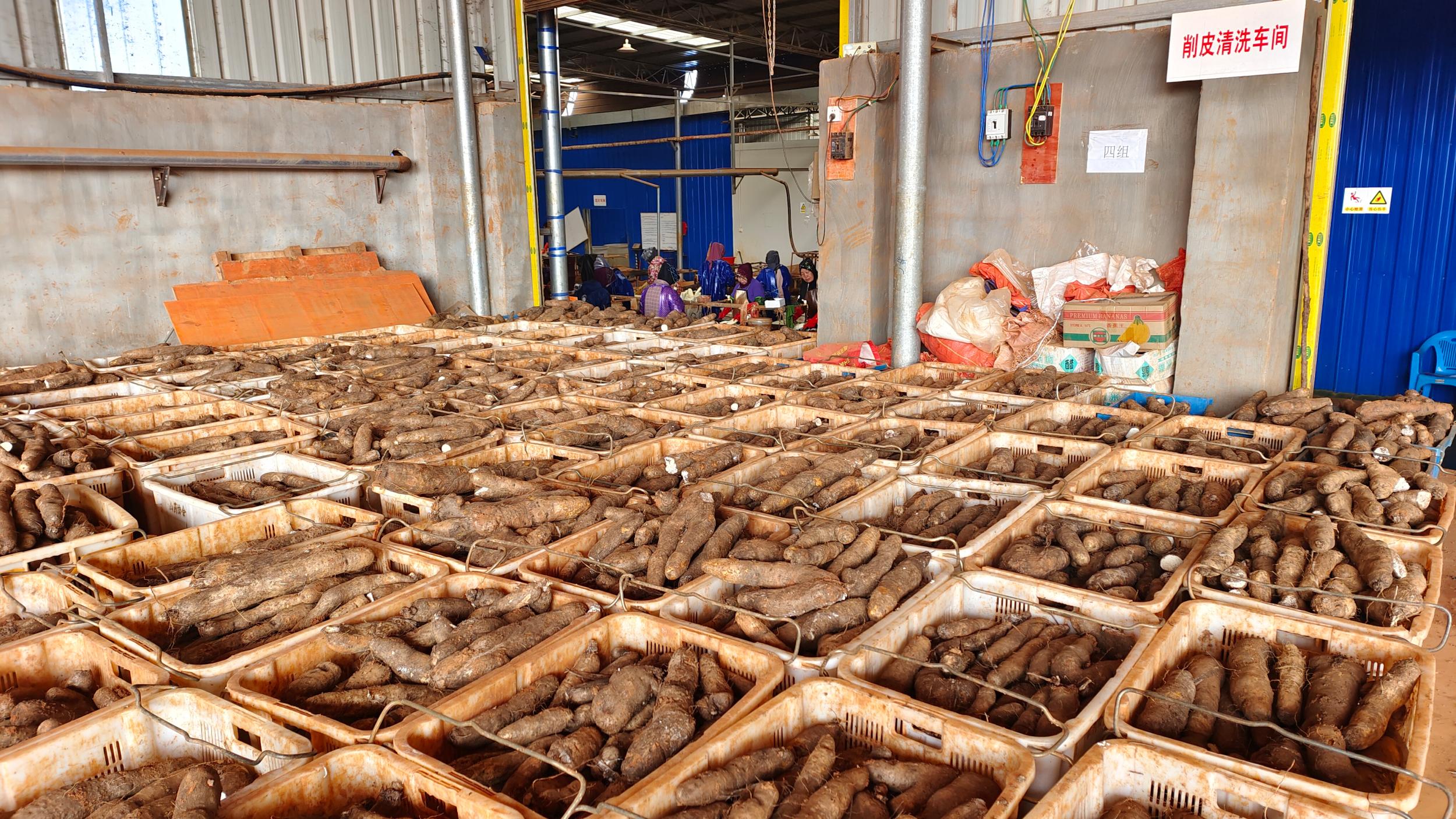 除湿,补气益肺,固肾益精的功效多年来形成了文山市的一张农产品名牌