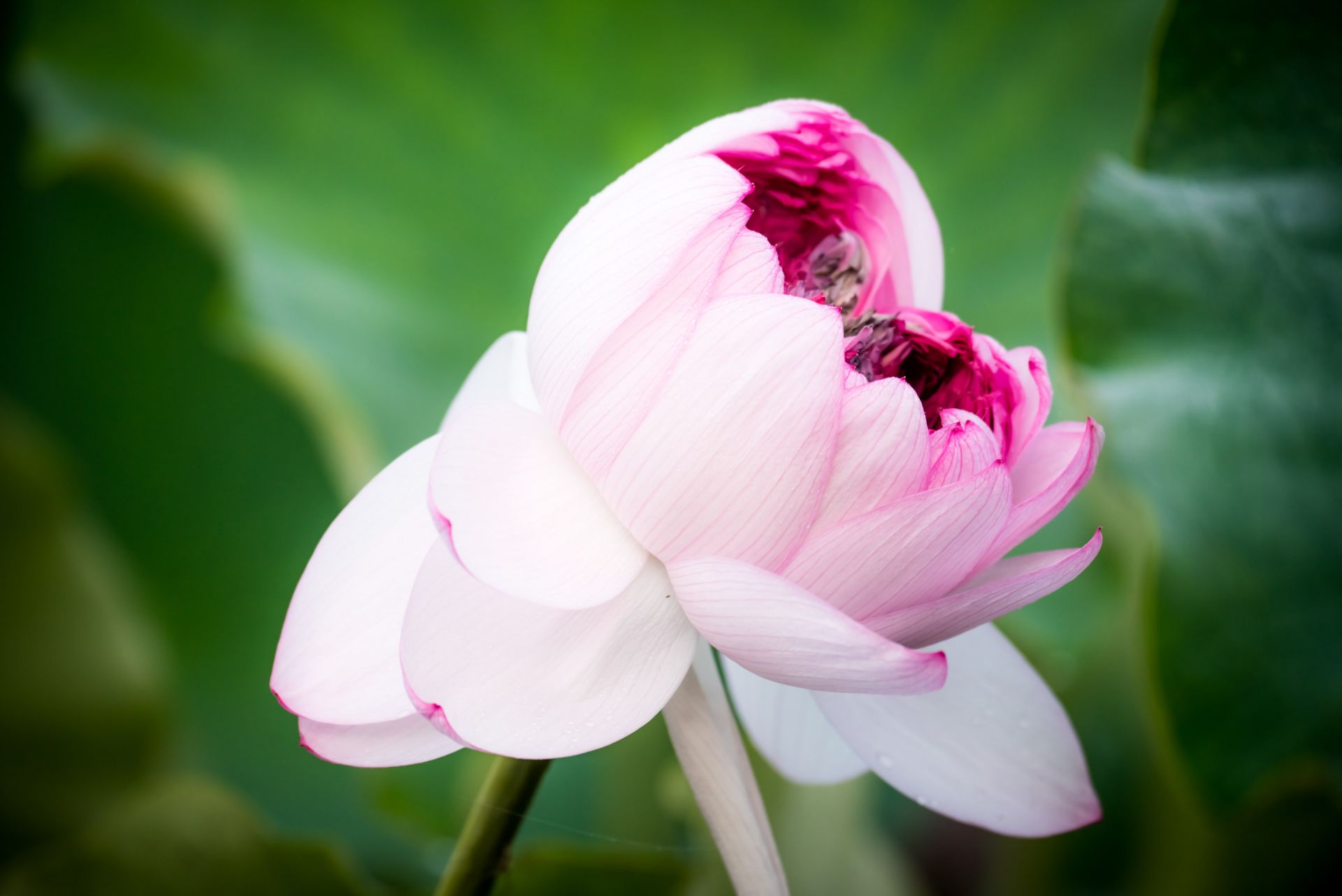 普者黑夏日荷塘惊现"千瓣莲"